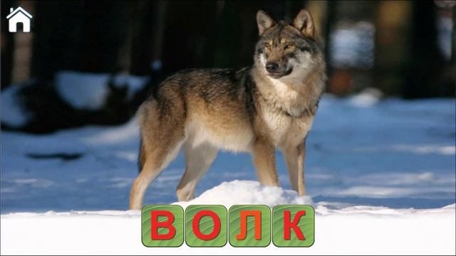 Учимся Читать, Спасаем Зверей. Учим буквы, азбука карточки с картинками смотреть онлайн