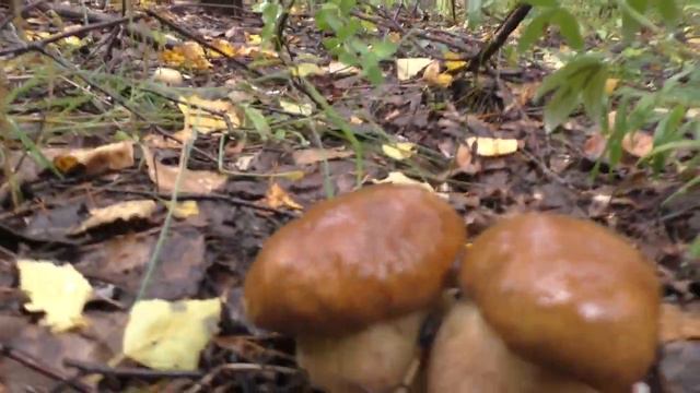 Ушли с женой в лес и НАБРАЛИ КОРЗИНУ БЕЛЫХ ГРИБОВ! Жена просто ТАЛИСМАН! смотреть онлайн