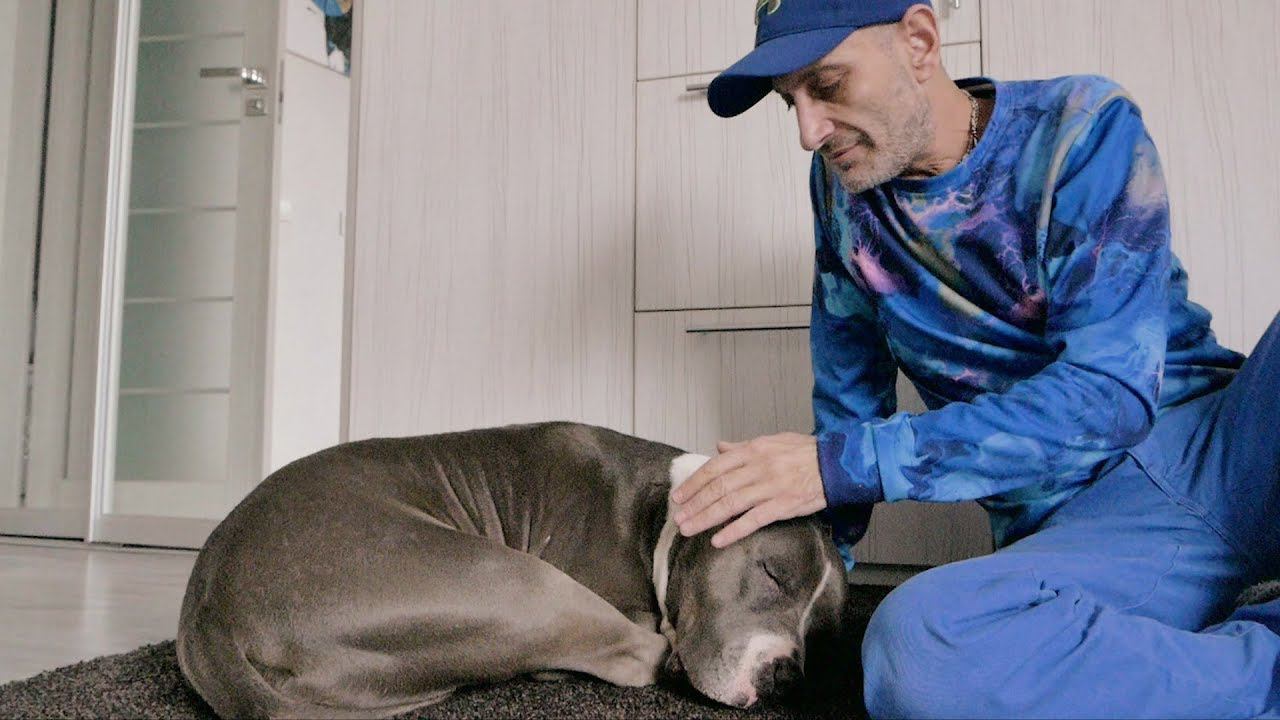 Трейлер фильма "Исповедь повелителя собак" смотреть онлайн