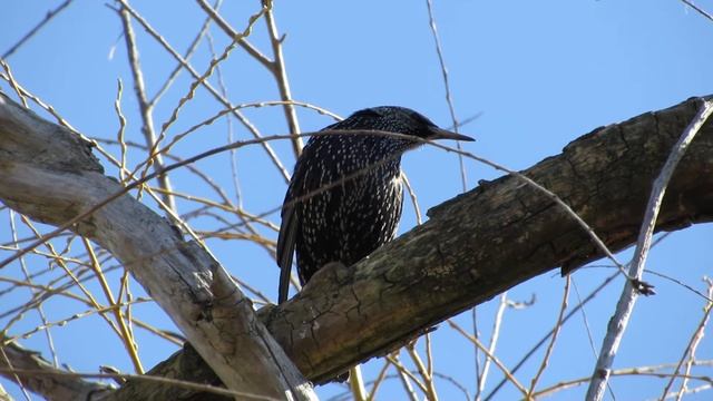 Скворец обыкновенный. Таганрог смотреть онлайн