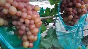 Виноград  -София .