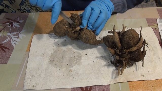 Обработка георгин биофунгицидом перед проращиванием.