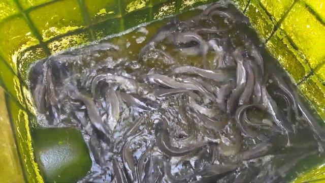 СОМ В КУБЕ КАЙФУЕТ смотреть онлайн