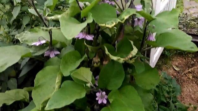 Лучший сорт баклажан для Северо-Запада (сорт Галич) смотреть онлайн