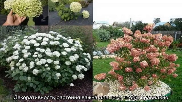 Гортензия метельчатая и древовидная — отличия смотреть онлайн