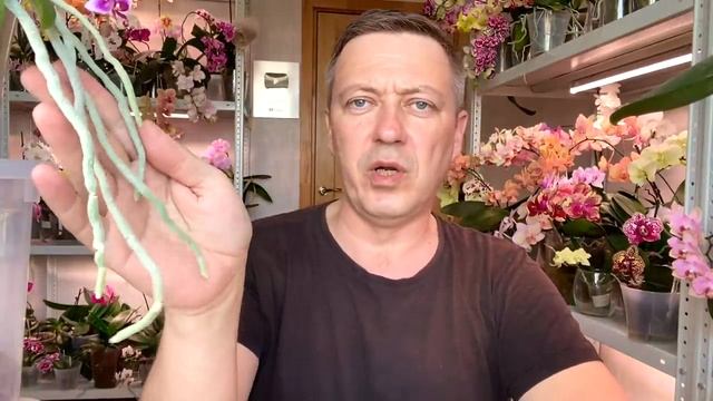 воздушные корни орхидей ПОЧЕМУ две основные причины их роста у орхидеи смотреть онлайн