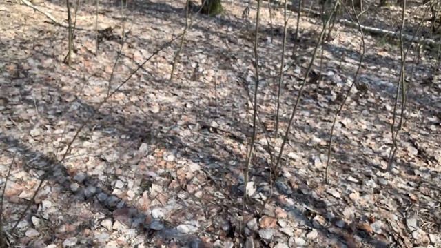 Сон-трава. Поиск клещей. Первые весенние грибы смотреть онлайн