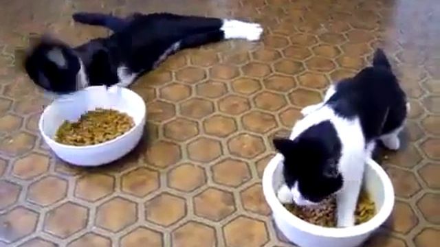 Упоротые коты :D смотреть онлайн