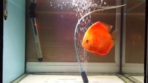 Лечение дискусов