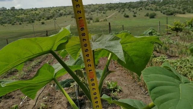 Обзор павловнии 13-21.06.2020. смотреть онлайн