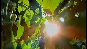 ПРЕКРАСНОЕ ВОСКРЕСЕНЬЕ. Кавер  «Beautiful Sunday» Дэниела Буна. Виа ПОЮЩИЕ ГИТАРЫ.