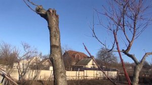 Обрезка запущенного персика