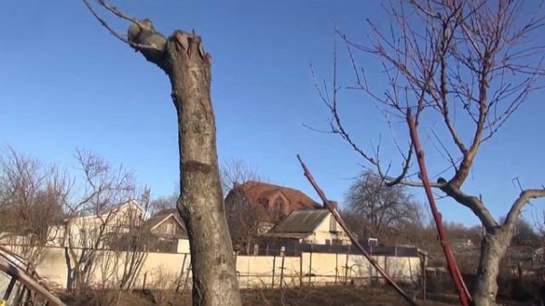 Обрезка запущенного персика