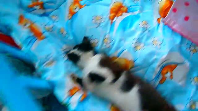 Я котэ и я ничего не хочу делать я хочу Мур - мур - Мур ))) смотреть онлайн