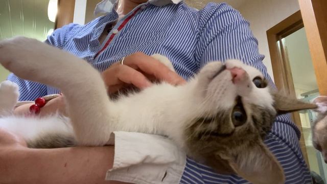 Зовут Марио)) ищем дом! Малыш наш особенный смотреть онлайн