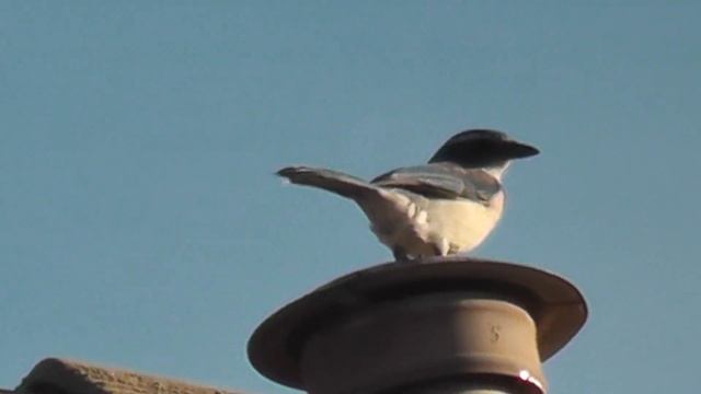 bluebird hd 1080p black kitty cat 100x zoom panasonic v500 camcorder nature wildlife смотреть онлайн