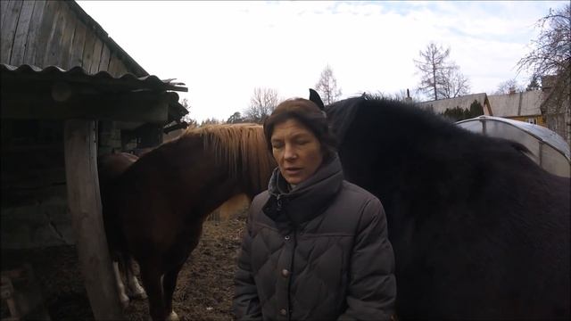 Февраль. Новости. Зачем лошади челка? смотреть онлайн