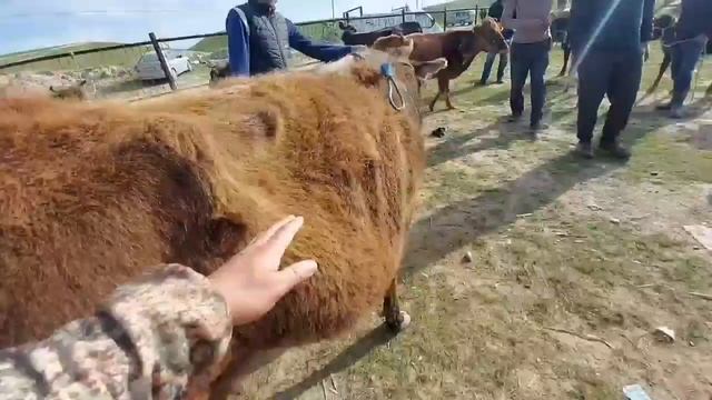 Якшанбебозори Фархор нархи Кучкор Бука Гуночин Гови ширте , 5 марта 2023 г. смотреть онлайн