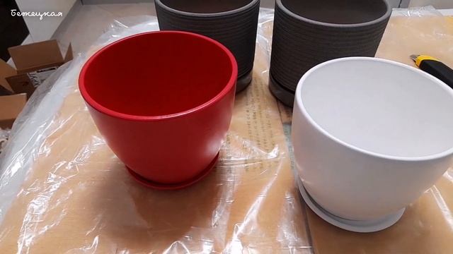 Горшки для цветов из OZON. Распаковка. Пересадила Денежные Деревья в новые горшки смотреть онлайн