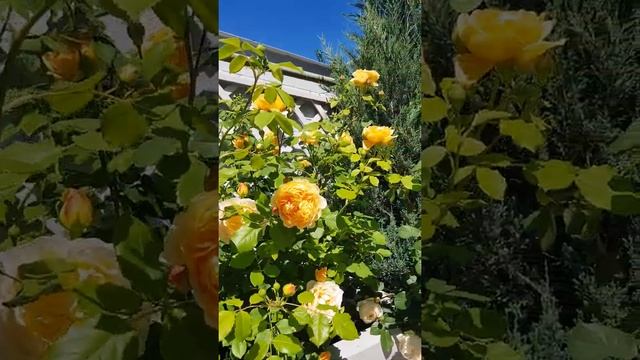 Golden Celebration , Jude the Obscure , Crocus rose смотреть онлайн