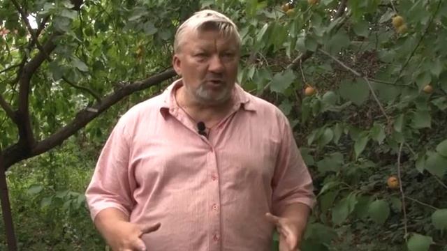 Дачники: Абрикосы "Академик" смотреть онлайн