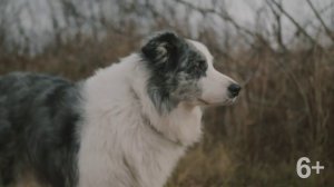 Канистерапия|Добрые дела на краю света|Серия 7