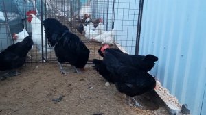 ?КУРЫ БАРБЕЗЬЕ ?УДЕВИТЕЛЬНОЯ ПОРОДА #КУРОЧКИ#БАРБЕЗЬЕ#