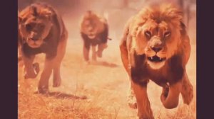 Нашид львы Ислама