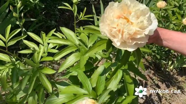 Pastelegance пион