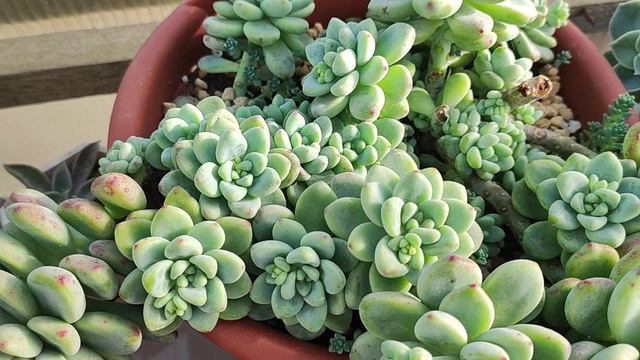 Архивное видео январь 2024г. Зимовка суккулентов в теплице. Система отопления из инфракрасной пленки смотреть онлайн