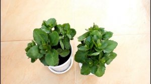 Появились бутоны на каланхоэ. Что я делаю дальше.