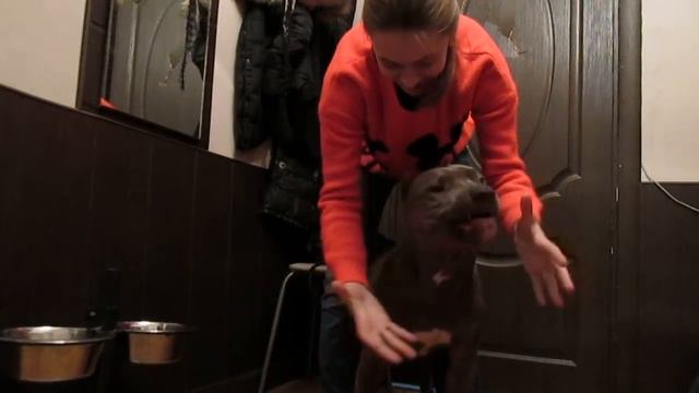 Питбуль | Pitbull | Хан | Общаемся :)) смотреть онлайн