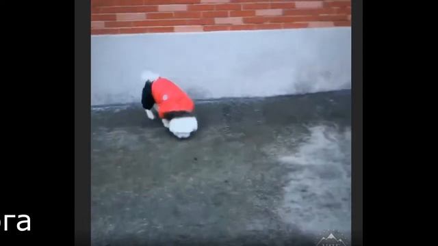 Одежда для собак смотреть онлайн