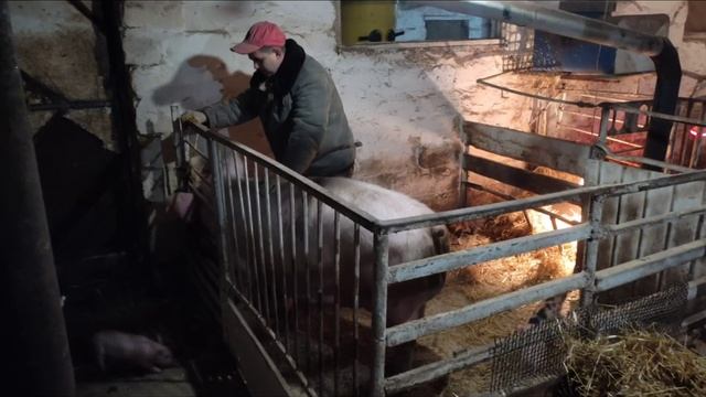 Купили прицеп. Потерь в хозяйстве не избежать. смотреть онлайн