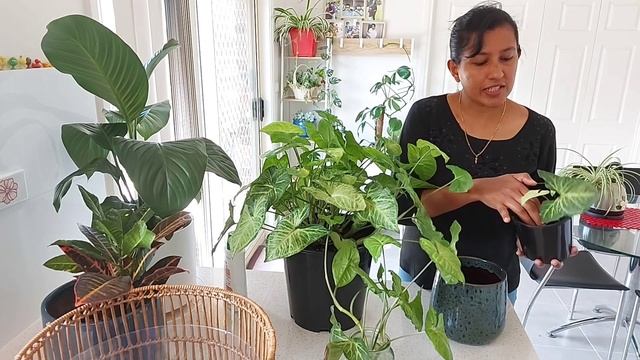 Syngonium, Butterfly Plant Care Tips And Tricks