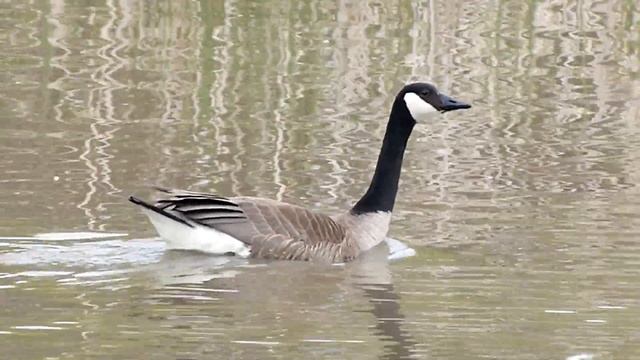 Panasonic Lumix FZ60K Video Example смотреть онлайн