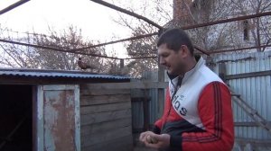 инкубационное яйцо,фазаны занеслись,запись