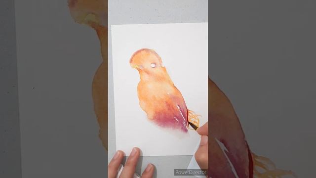 Guianan Cock-of-the-Rock Watercolor Speedpaint смотреть онлайн