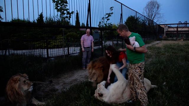 Люди неожиданно оказались СРЕДИ ЛЬВОВ!. People Suddenly Found Themselves AMONG THE LIONS!Taigan.