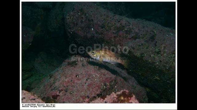 Морской окунь