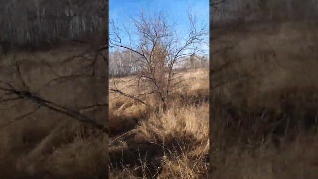поездка в лес на мотоблоке смотреть онлайн