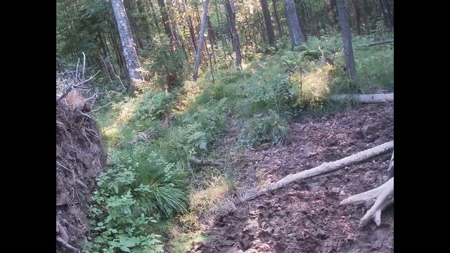Охота на охоту.Что у нас в лесу. смотреть онлайн