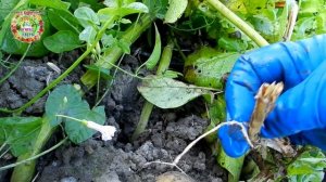 Картофельная моль - страшное бедствие для картошки