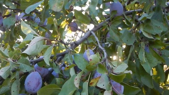 Слива Линкольн. Сентябрь 2021 смотреть онлайн