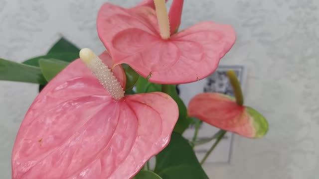 Антуриум Колорадо _ Anthurium Colorado диаметр горшка 14см высота 50см.Группа Вконтакте Цветы Вместе