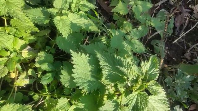 КРАПИВА смотреть онлайн