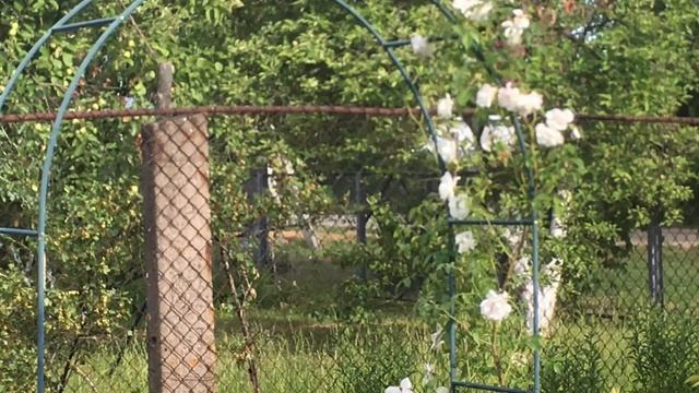 Приглашаю в мой сад. Розы, лилии. Клематис Аленушка, бузульник и буквица. смотреть онлайн