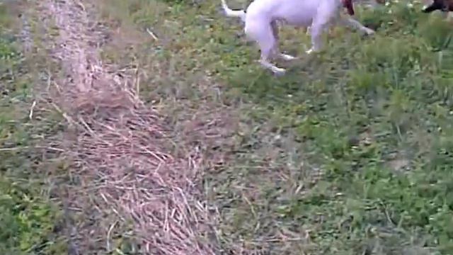 игра питбуля и малинуа / pit bull & malinois play смотреть онлайн