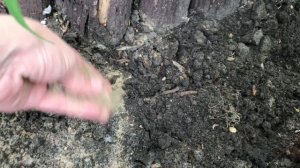 Высаживаю мшанку, сею обриету и арабис