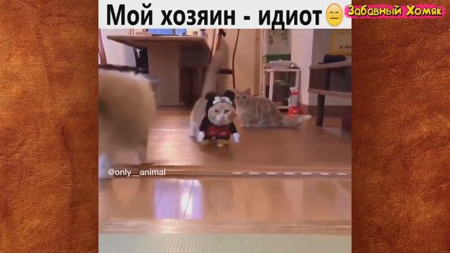 СМЕШНЫЕ ЖИВОТНЫЕ 2019 / ПРИКОЛЫ КОТЫ СОБАКИ, ЛУЧШИЕ ПРИКОЛЫ с Кошками и Собаками Funny Cats смотреть онлайн